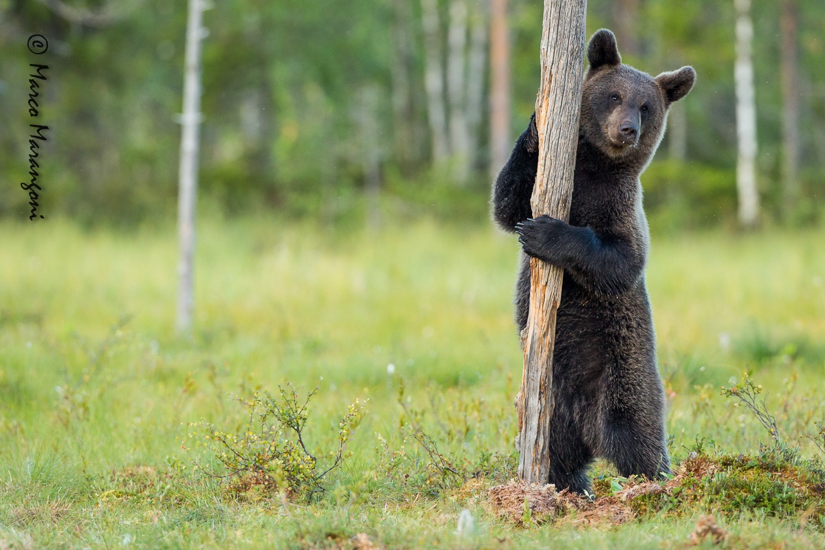 Bear posing