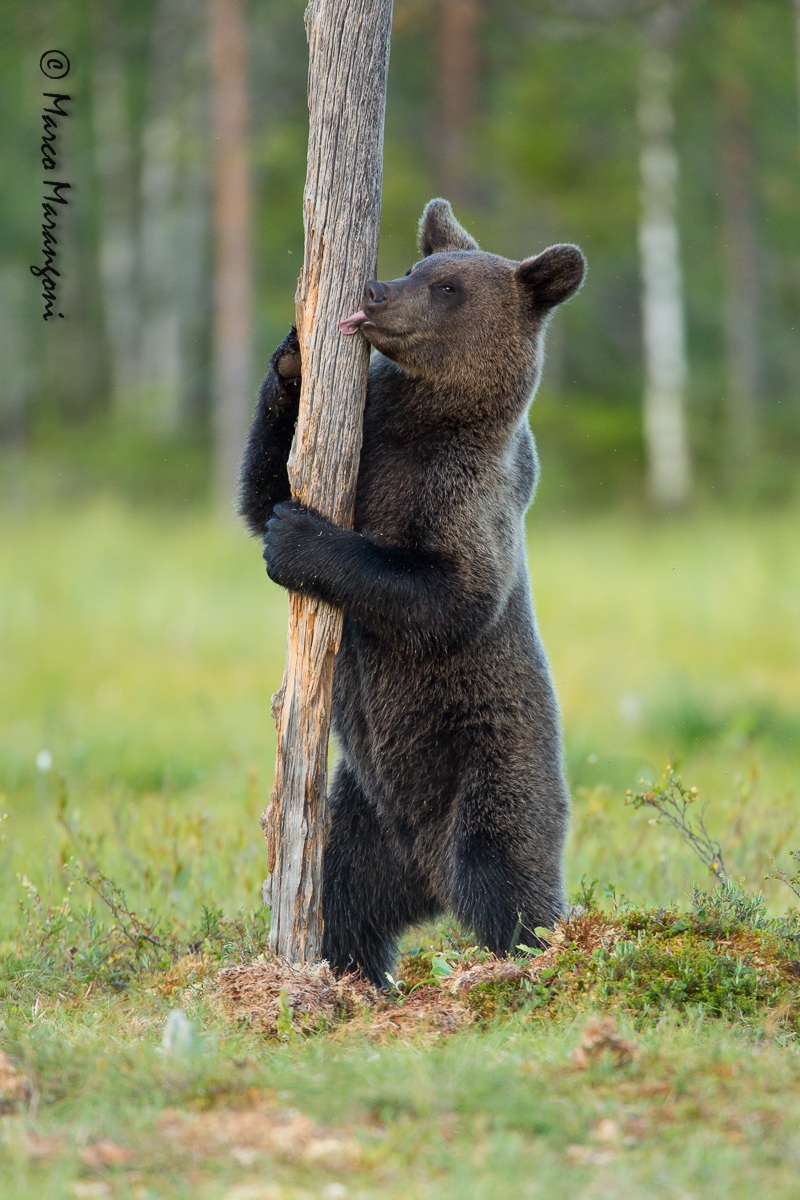 Bear licking trunk - Finland-August 2013