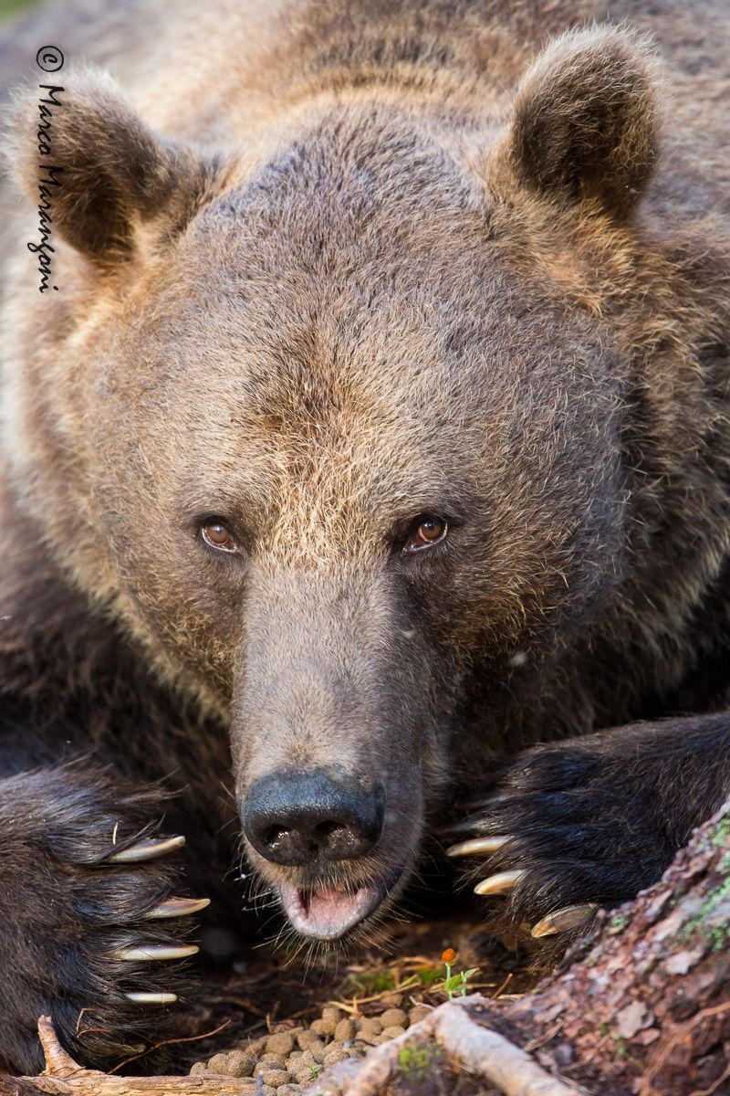 Portrait of a bear - Finland-August 2013