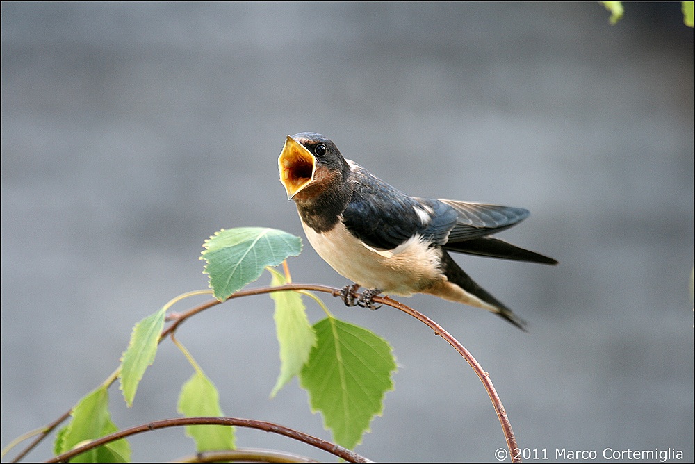Rondine (Hirundo rustica)