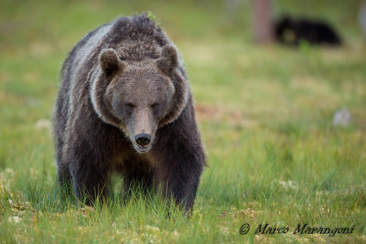 Mamma orso.... non toccate i miei cuccioli!