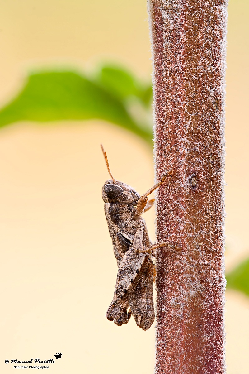 The climber - Pezotettix giornai (Rossi, 1794)