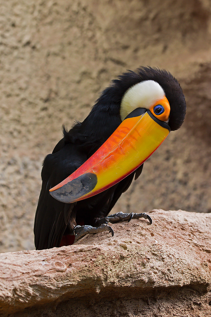 Gli animali dell'oasi