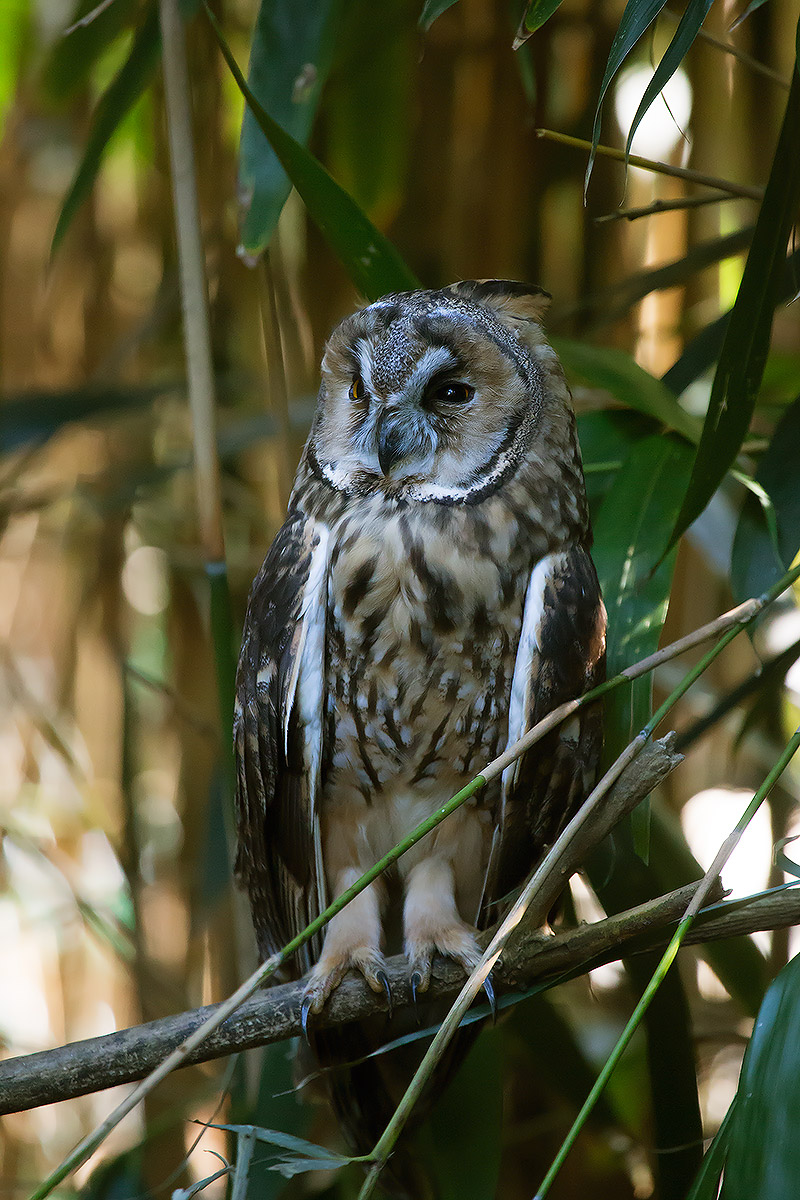 Gli animali dell'oasi
