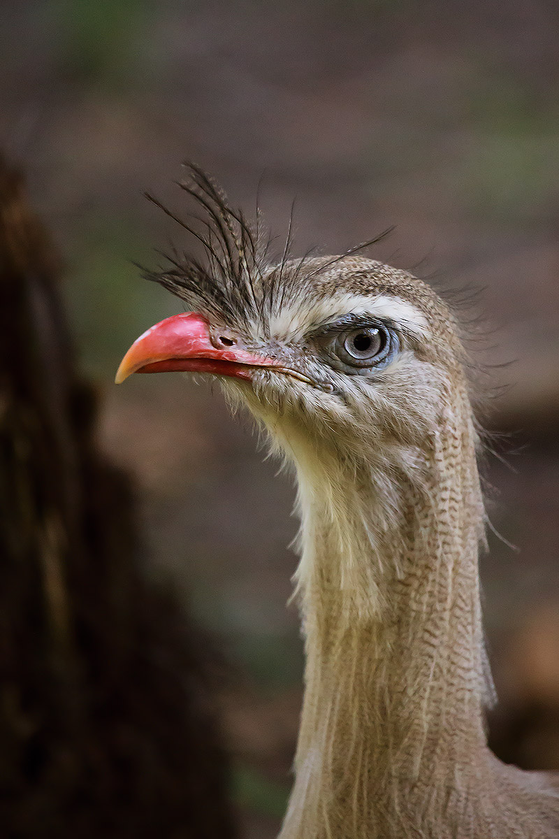 Gli animali dell'oasi