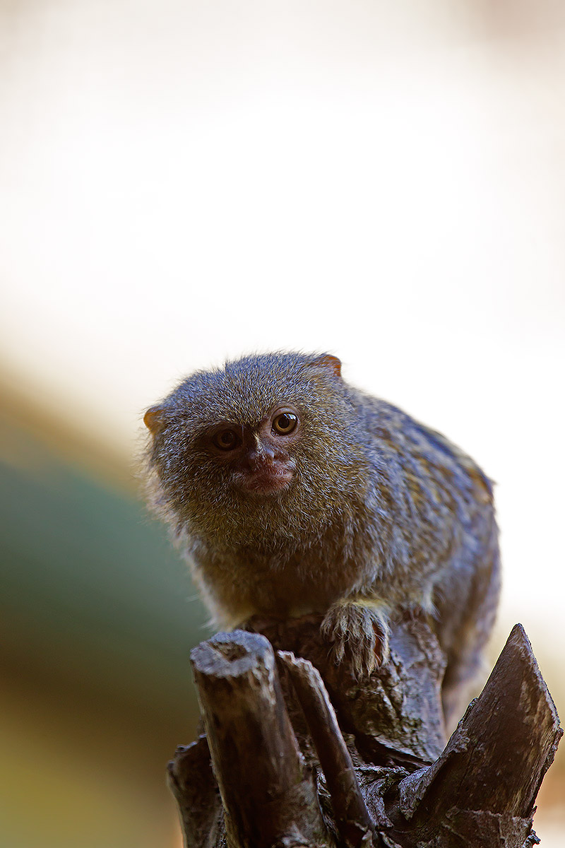 Gli animali dell'oasi