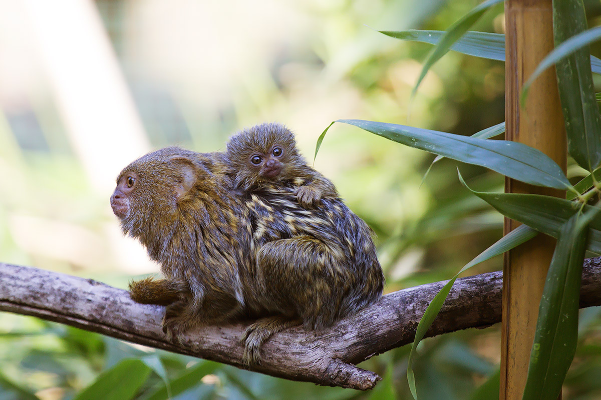 Gli animali dell'oasi