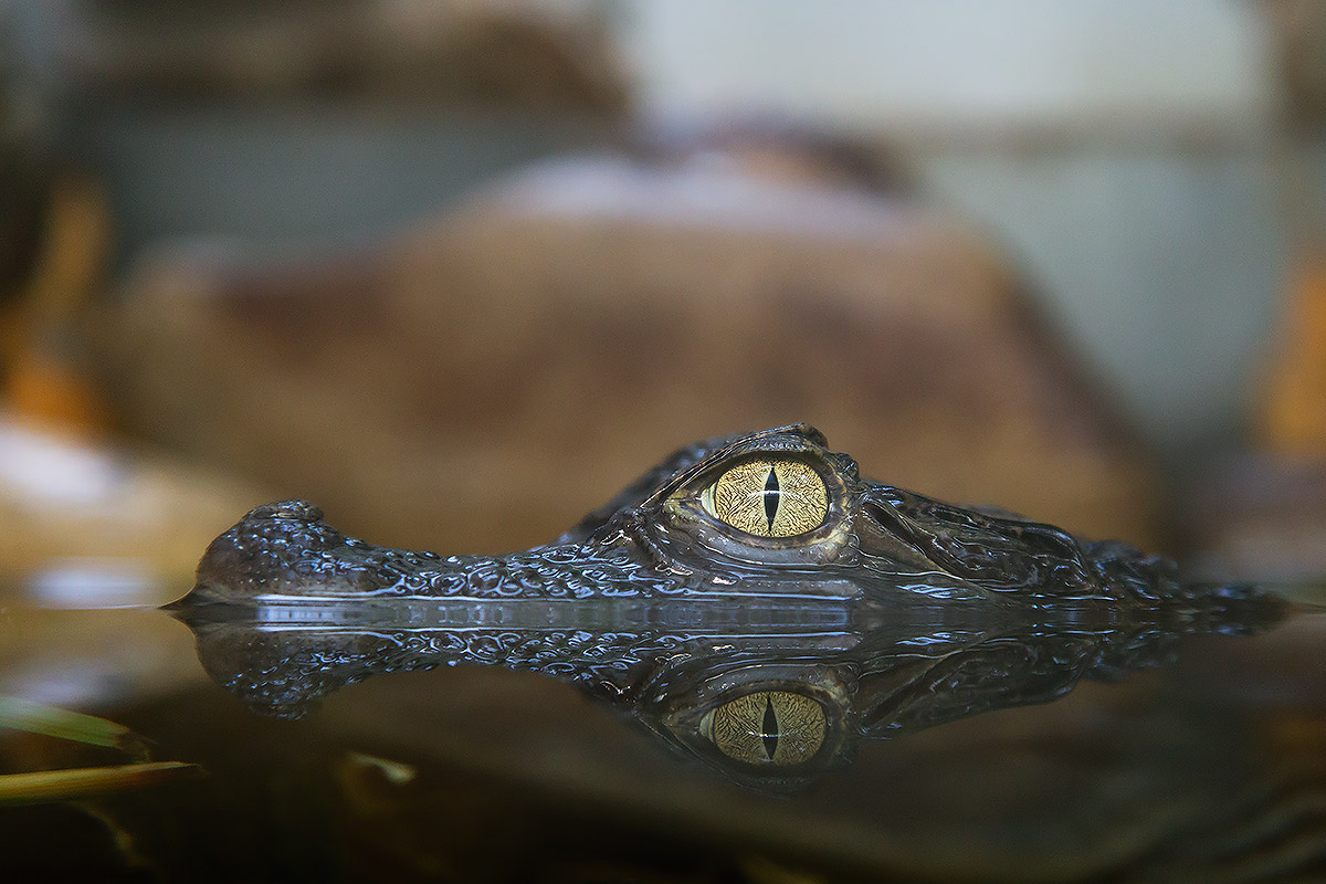 Gli animali dell'oasi