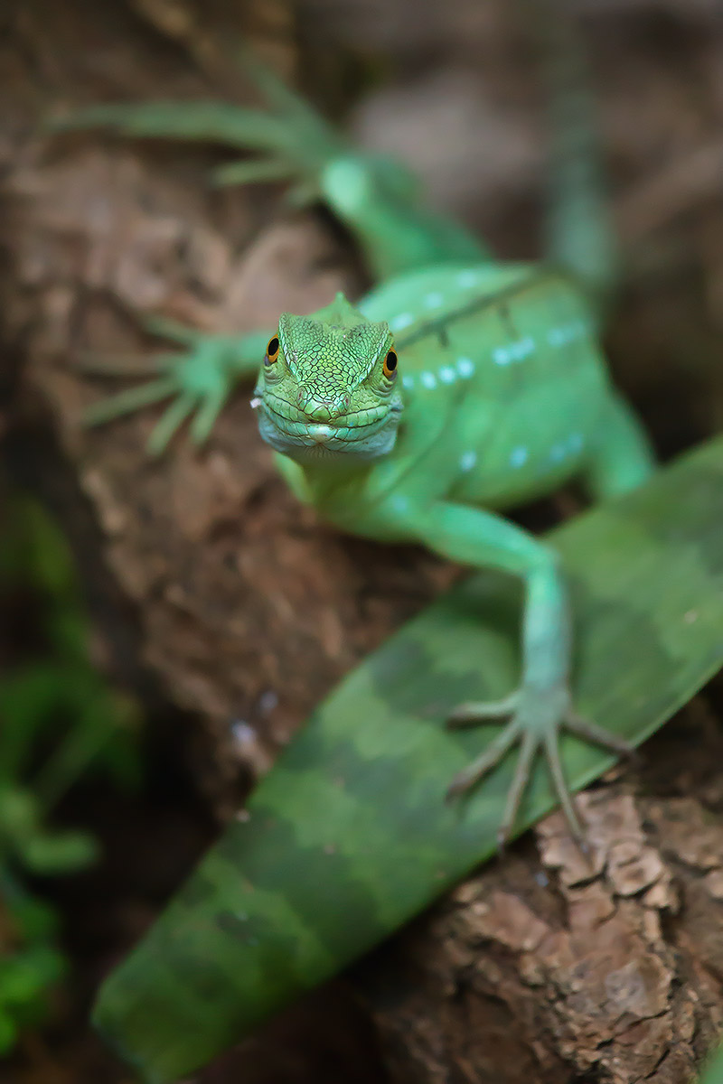 Gli animali dell'oasi