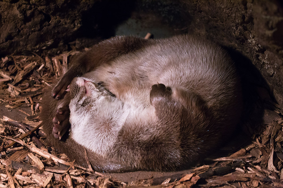 Gli animali dell'oasi