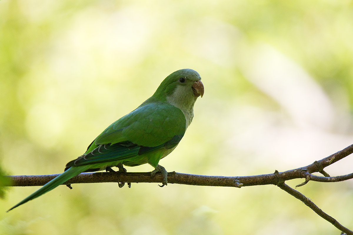 Gli animali dell'oasi
