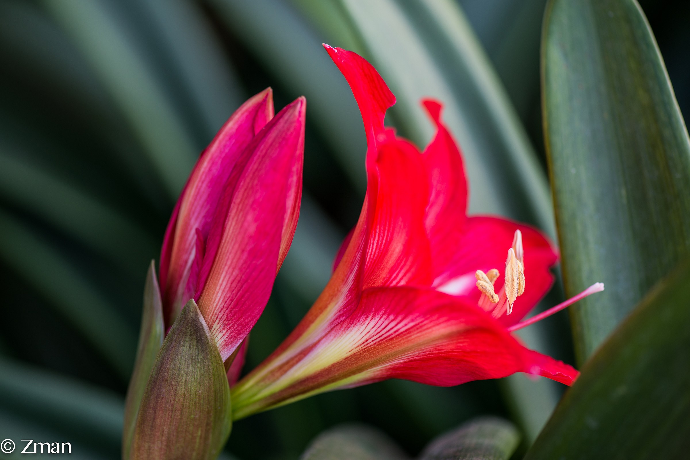 Red Lilly