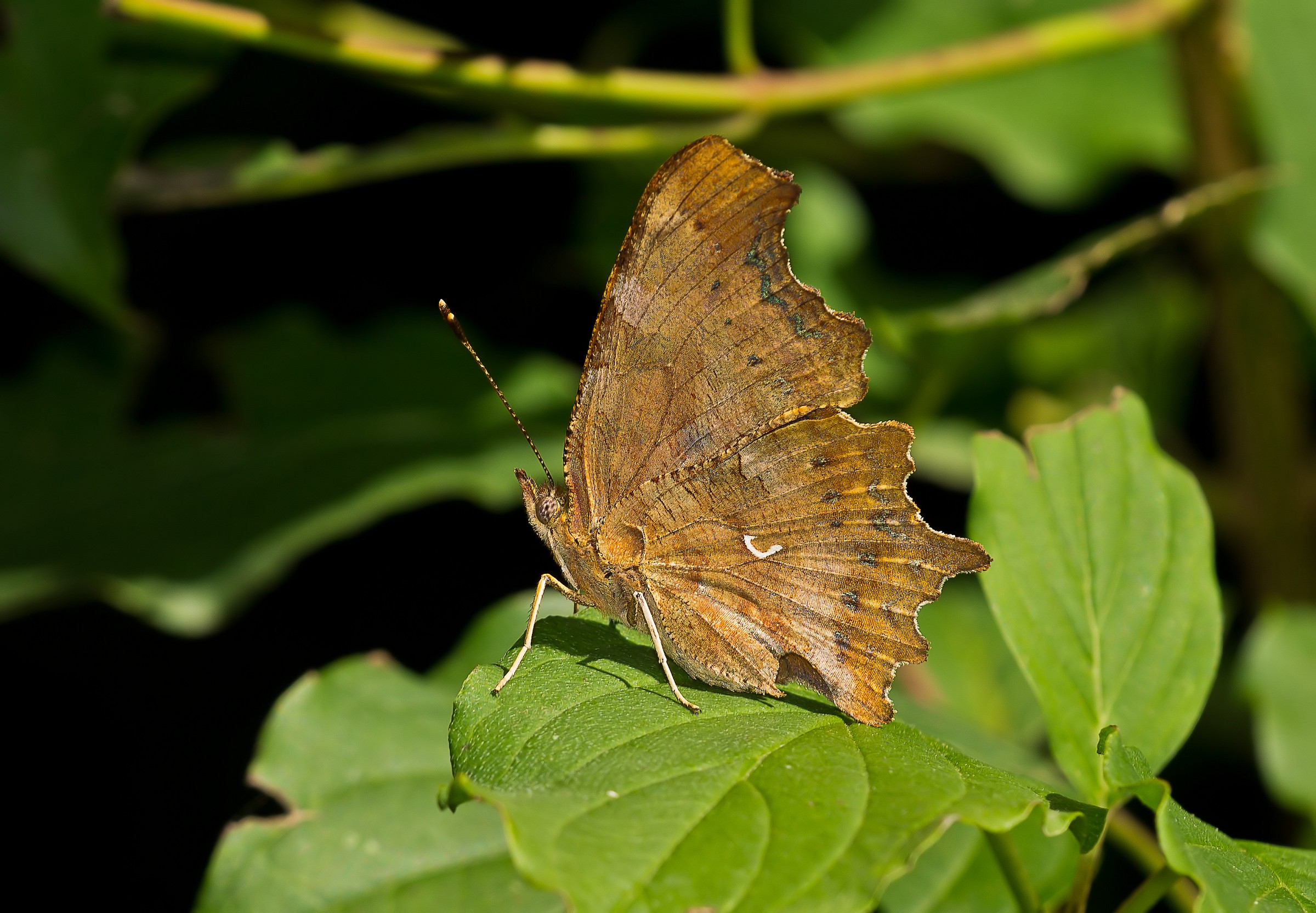 Polygonia c-album
