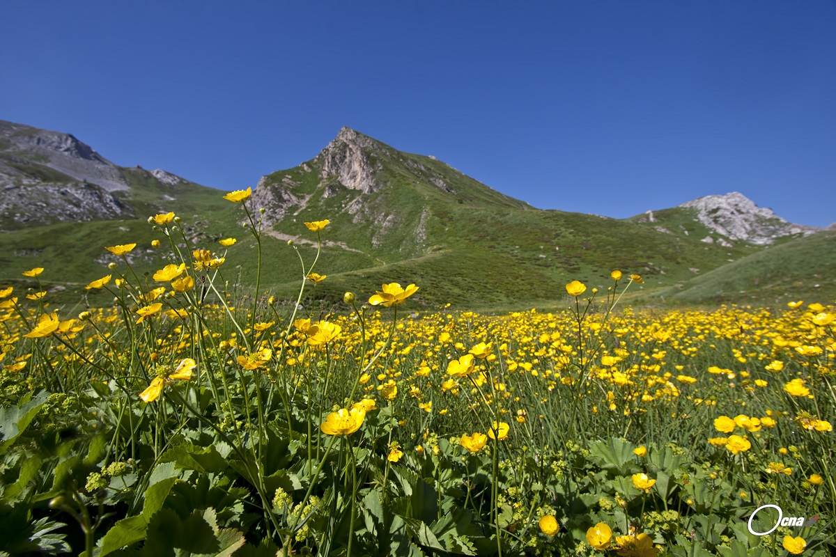 ranuncoli di montagna