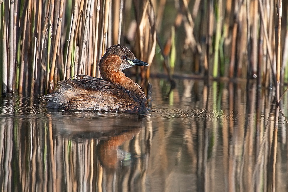 Little Grebe