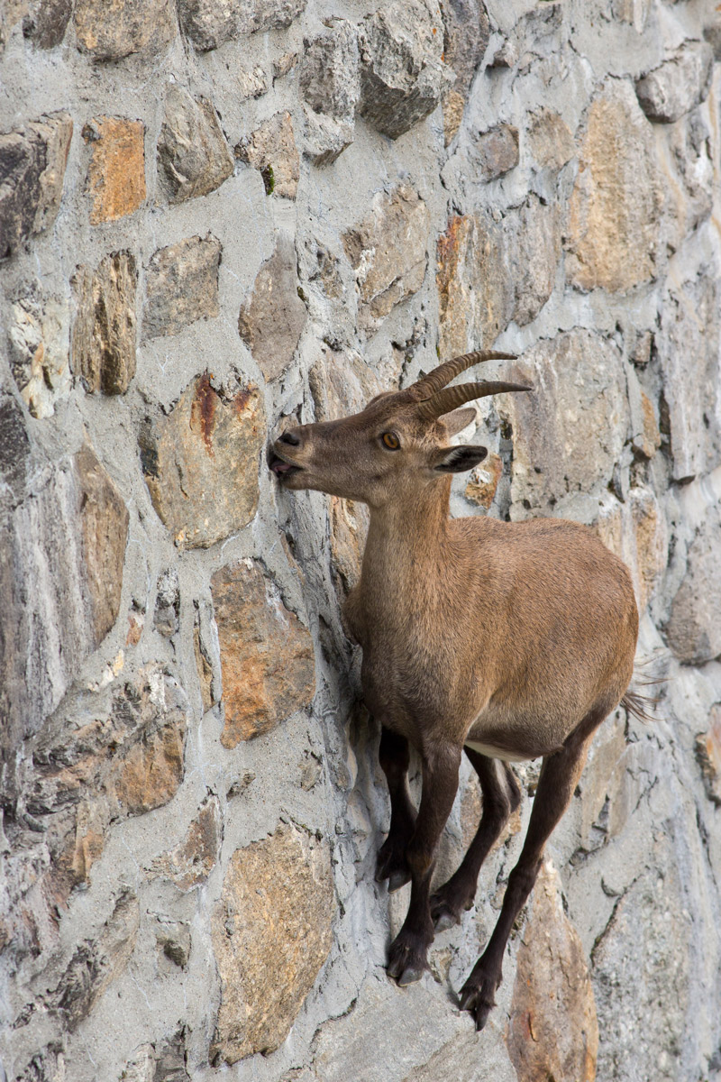 Ibex Cingino