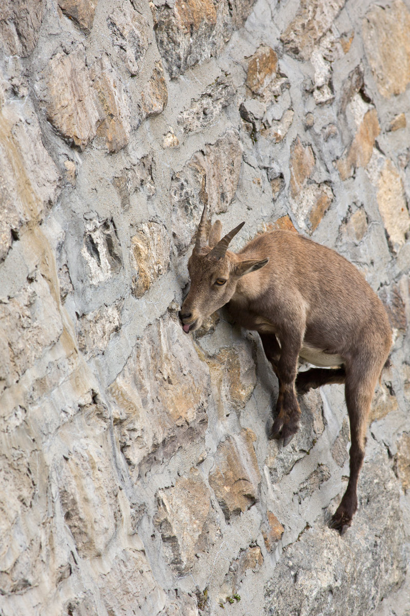 Ibex Cingino