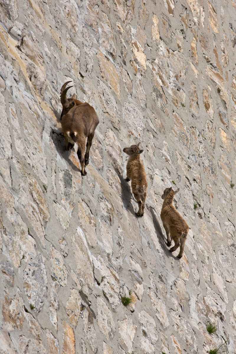Ibex Cingino