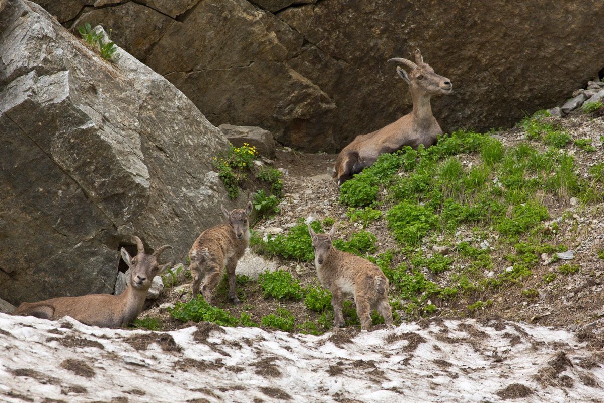 Ibex in Cingino