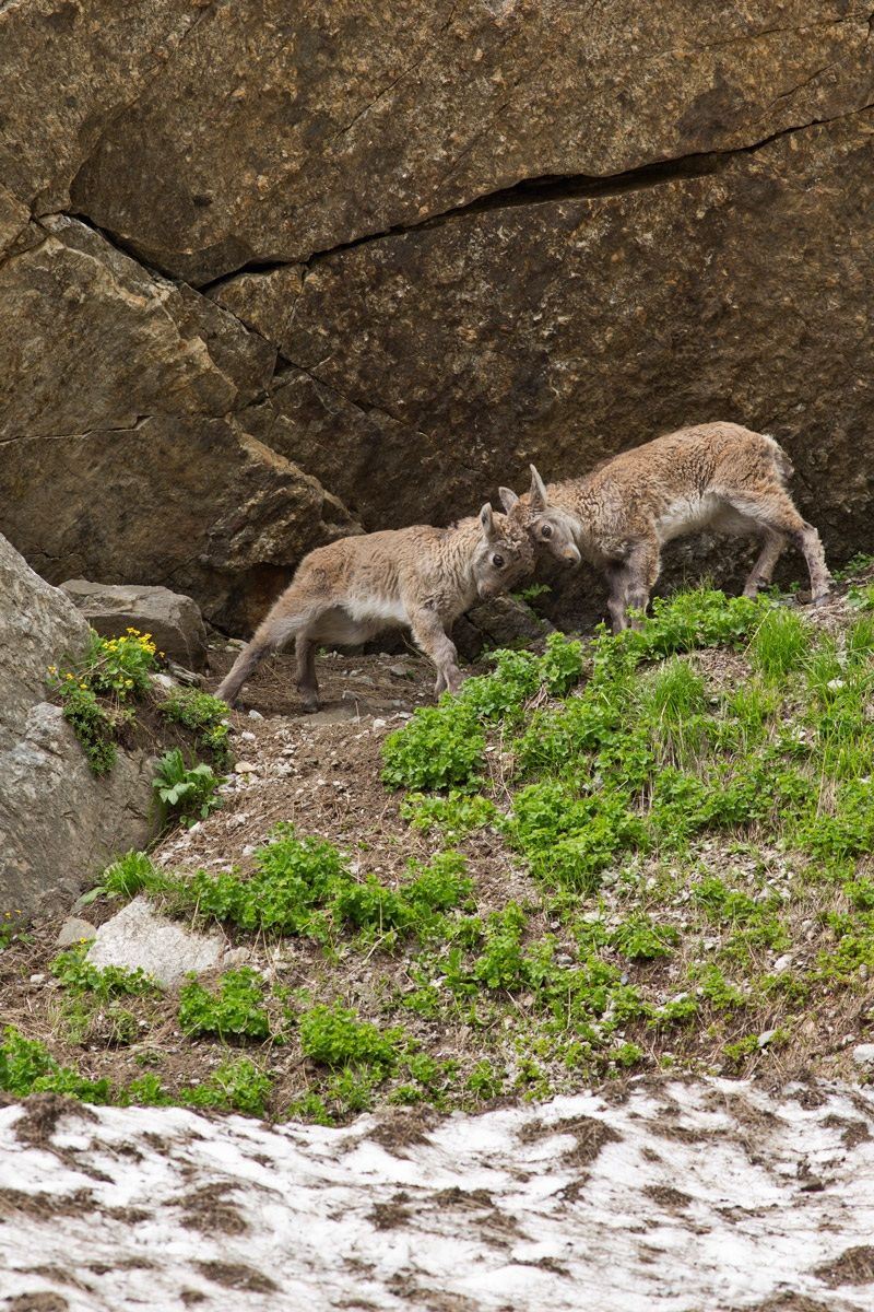 Young Ibex