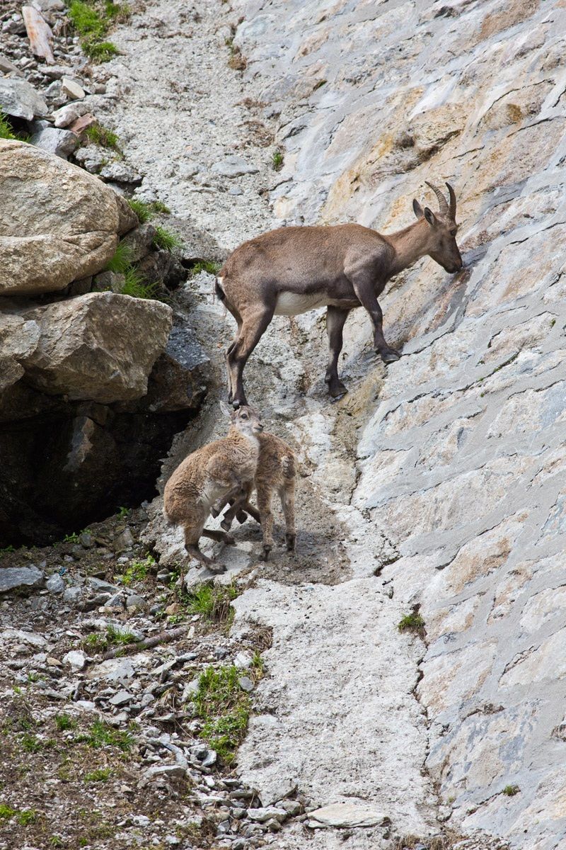 Ibex in Cingino