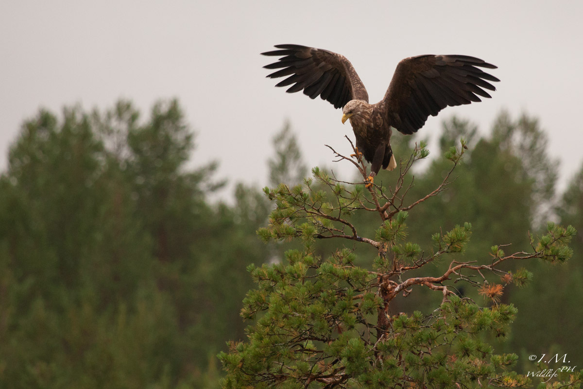 White-tailed Eagle