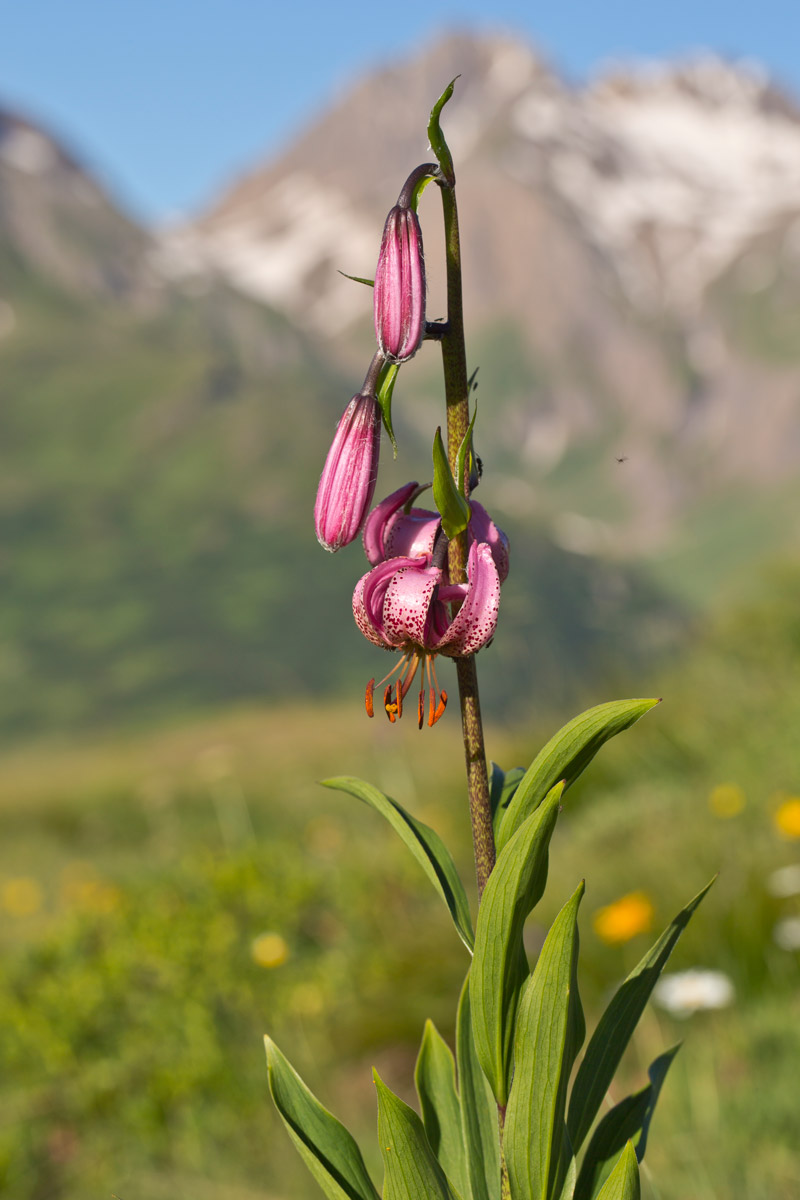 Turk's cap lily