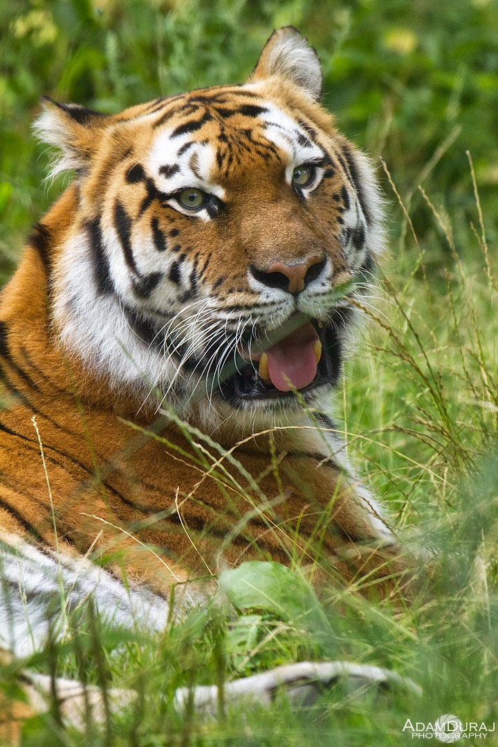 faccia a faccia con la tigre