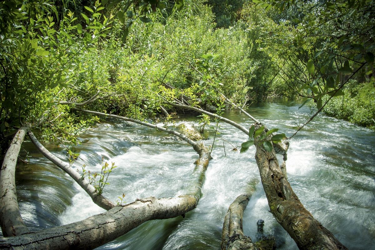 Oasi del Martin Pescatore