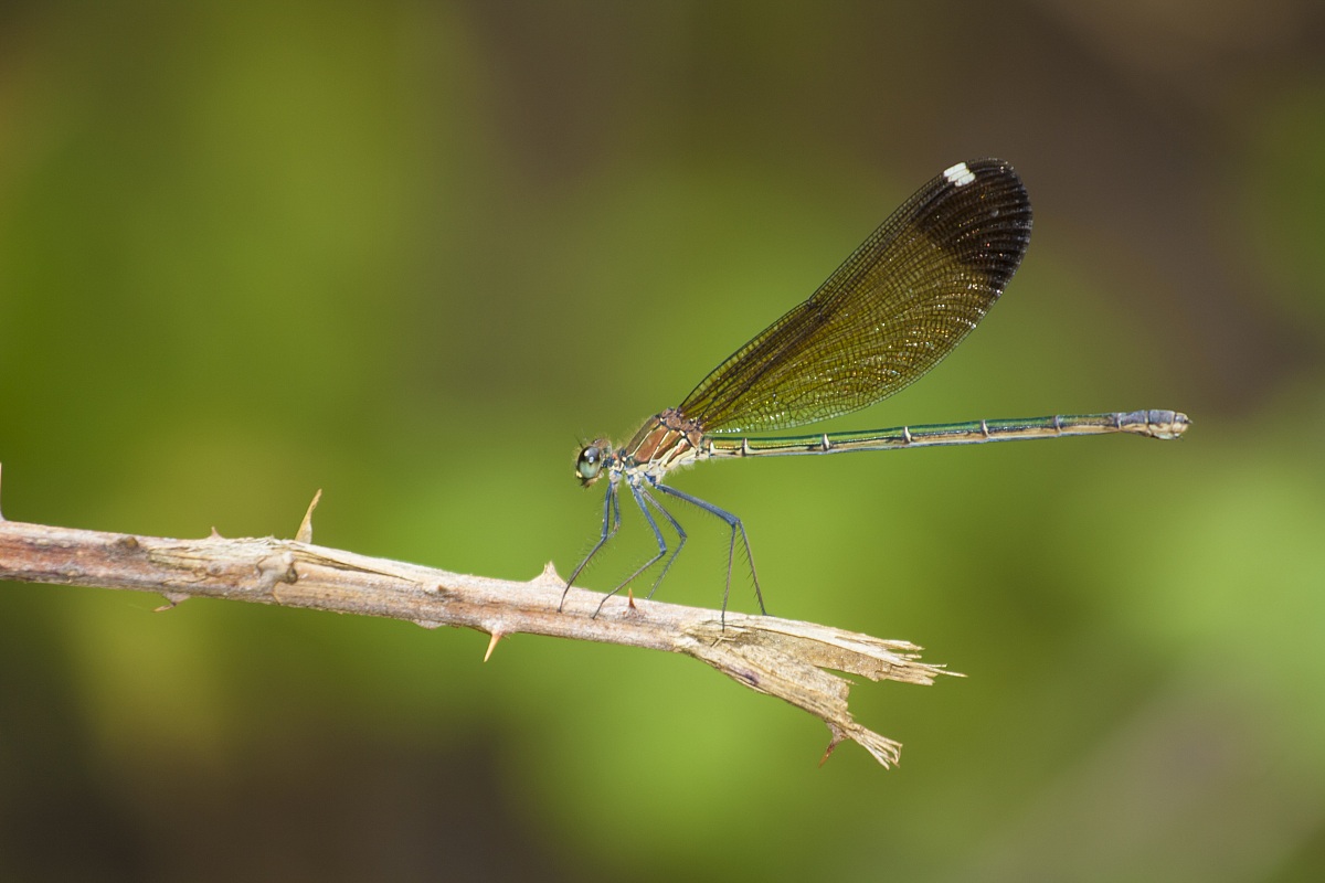 Libellula