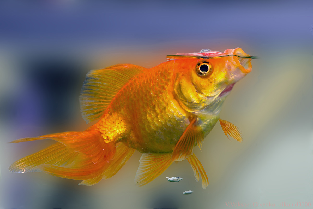 Crvenko - Japanese fish