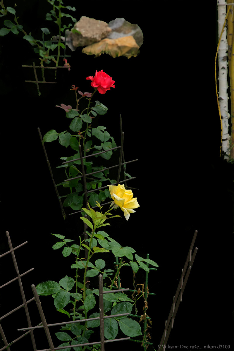 Dve ruze - Two roses