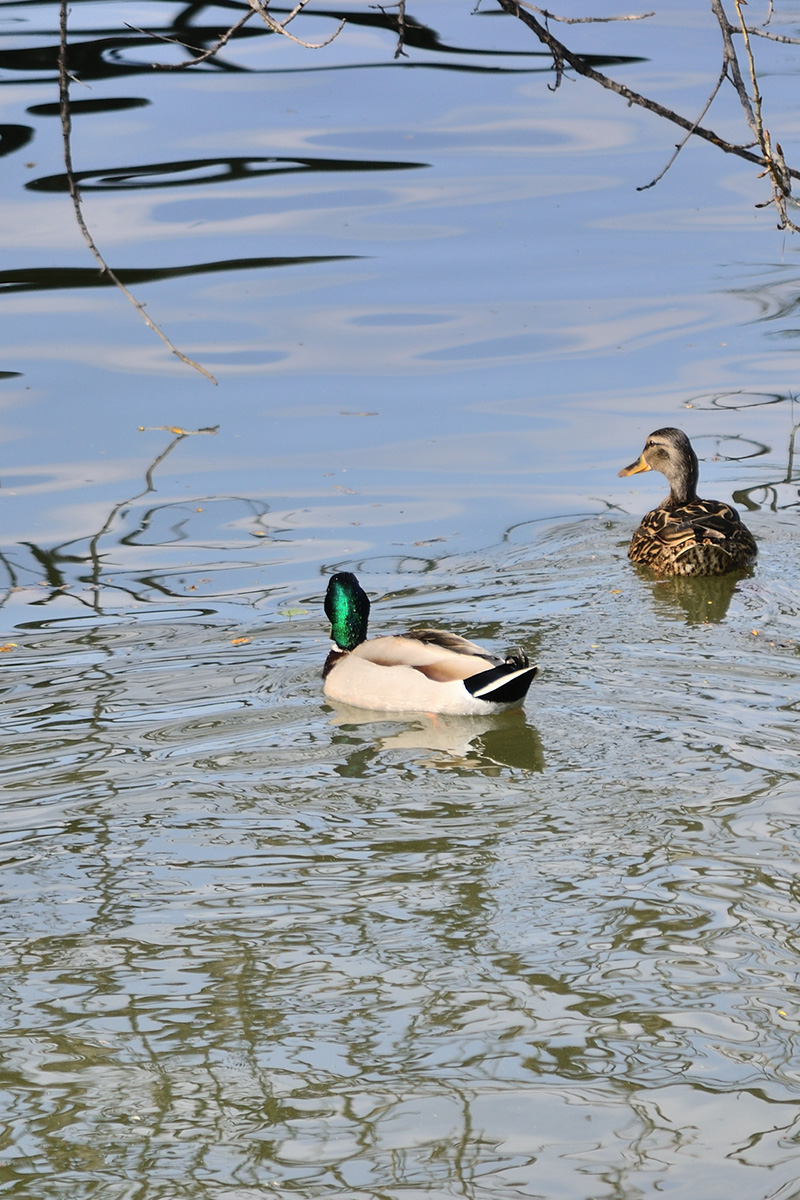 Ducks on the Danube ...