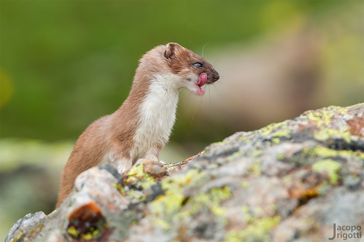 ermine - Mustela erminea