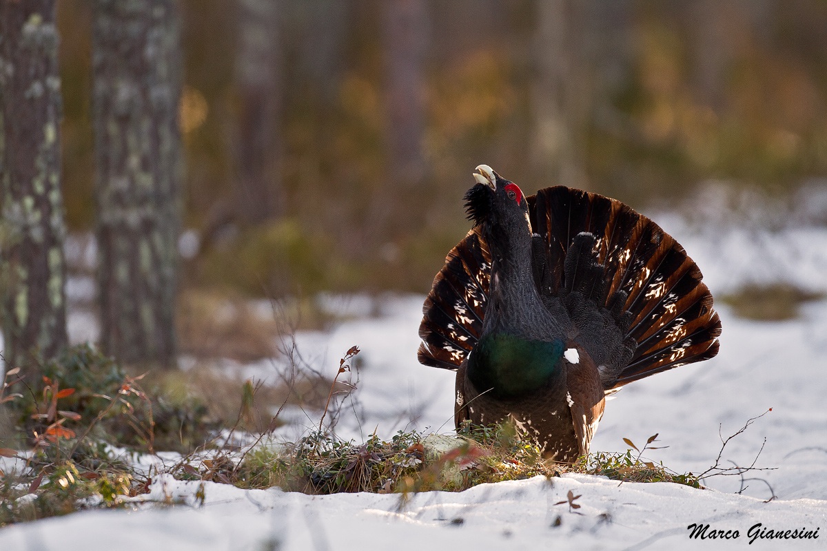 Capercaillie