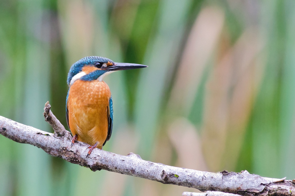 Kingfisher