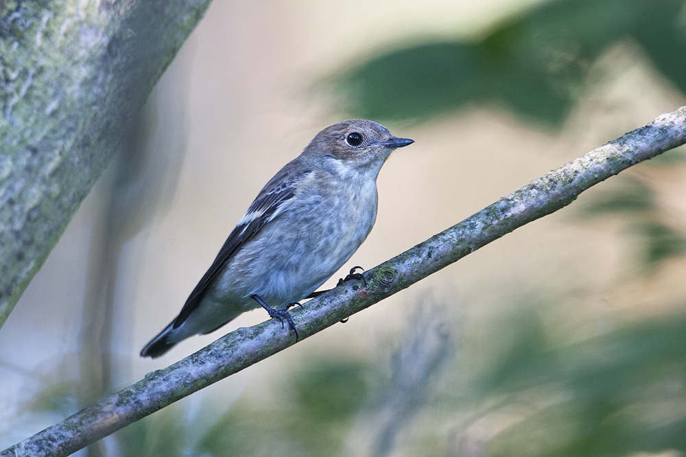 female pied flycatcher