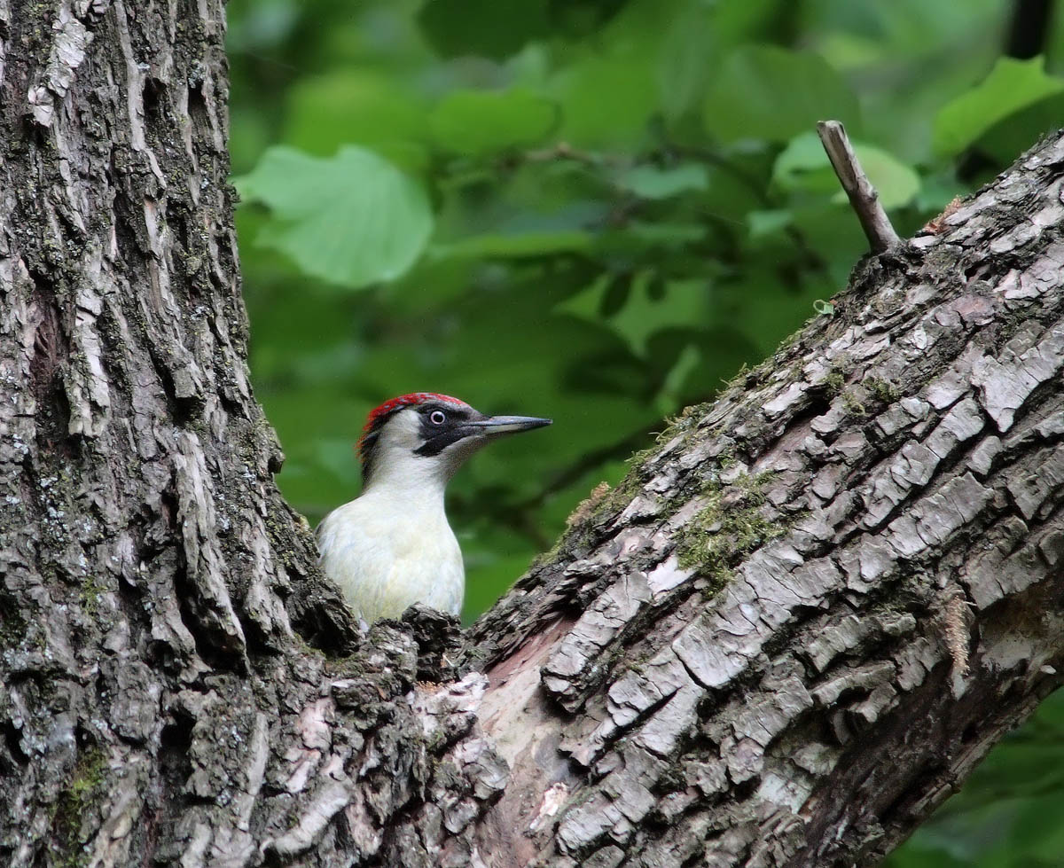 Picchio verde femmina