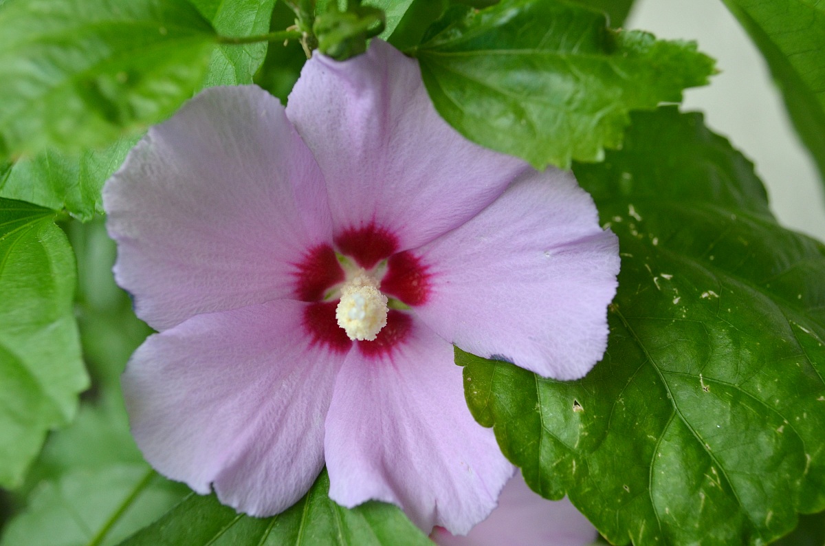 Hibiscus syriacus