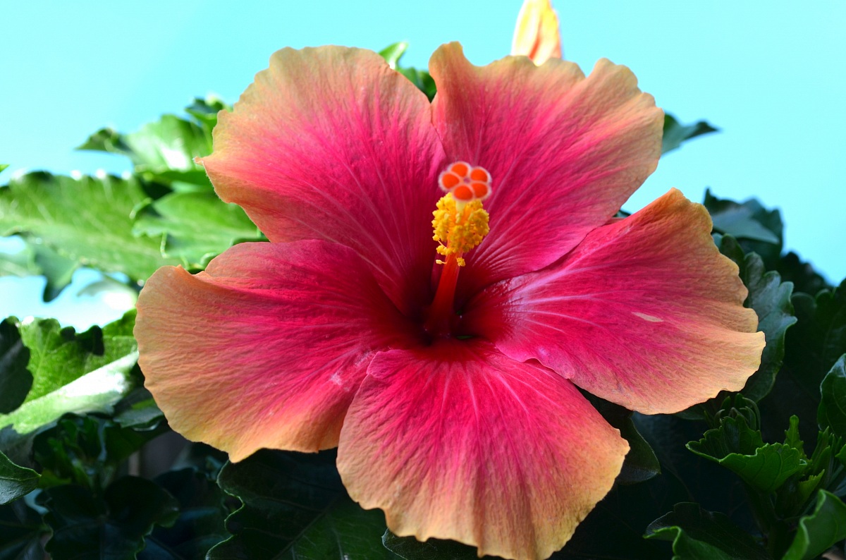 Hibiscus