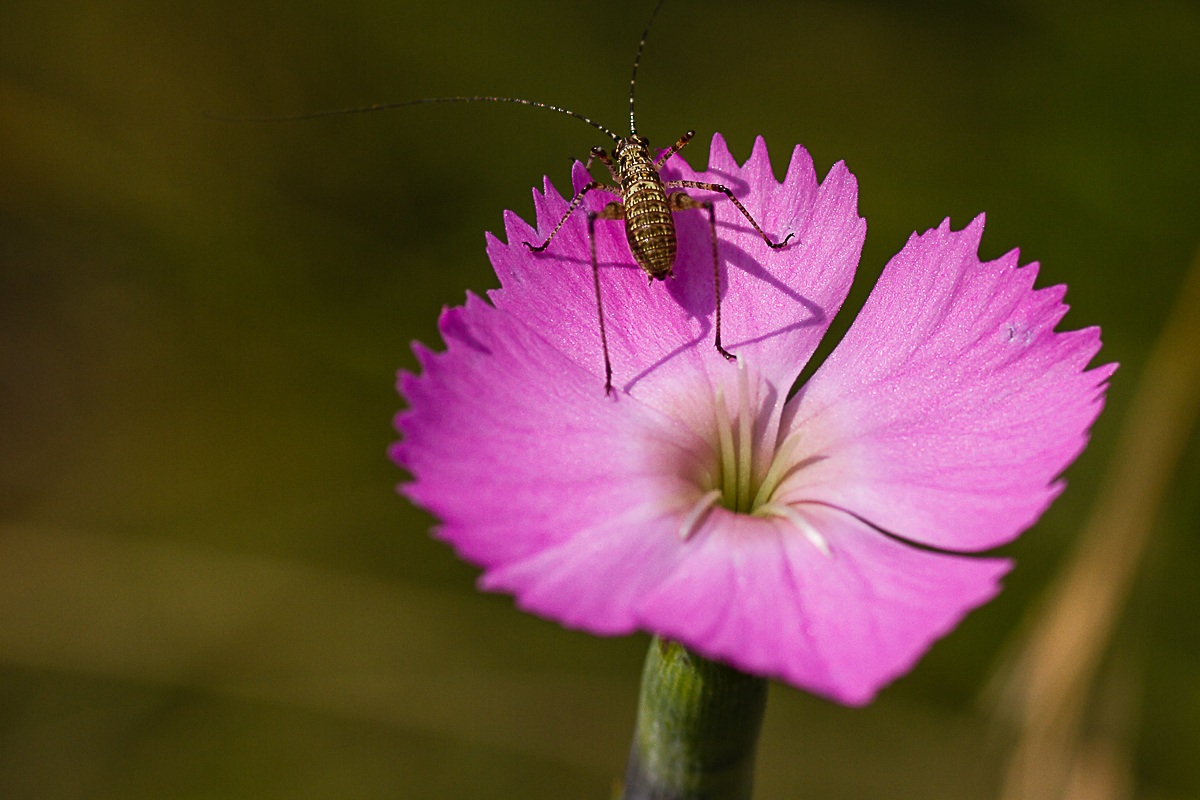 Fiore di campo con cavalletta