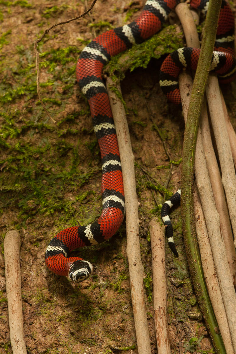 serpente corallo (o imitatore )