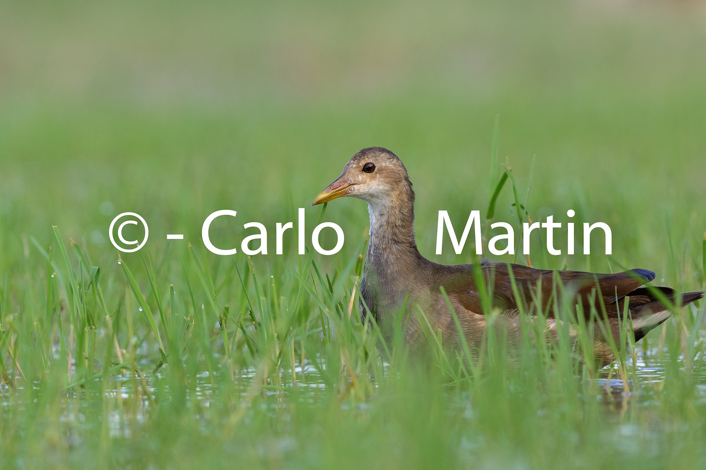 A tu per tu con la giovane gallinella d'acqua (HD 17mp)