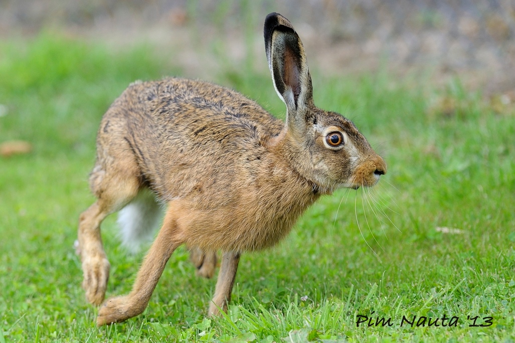 Hare running on soccer pitch
