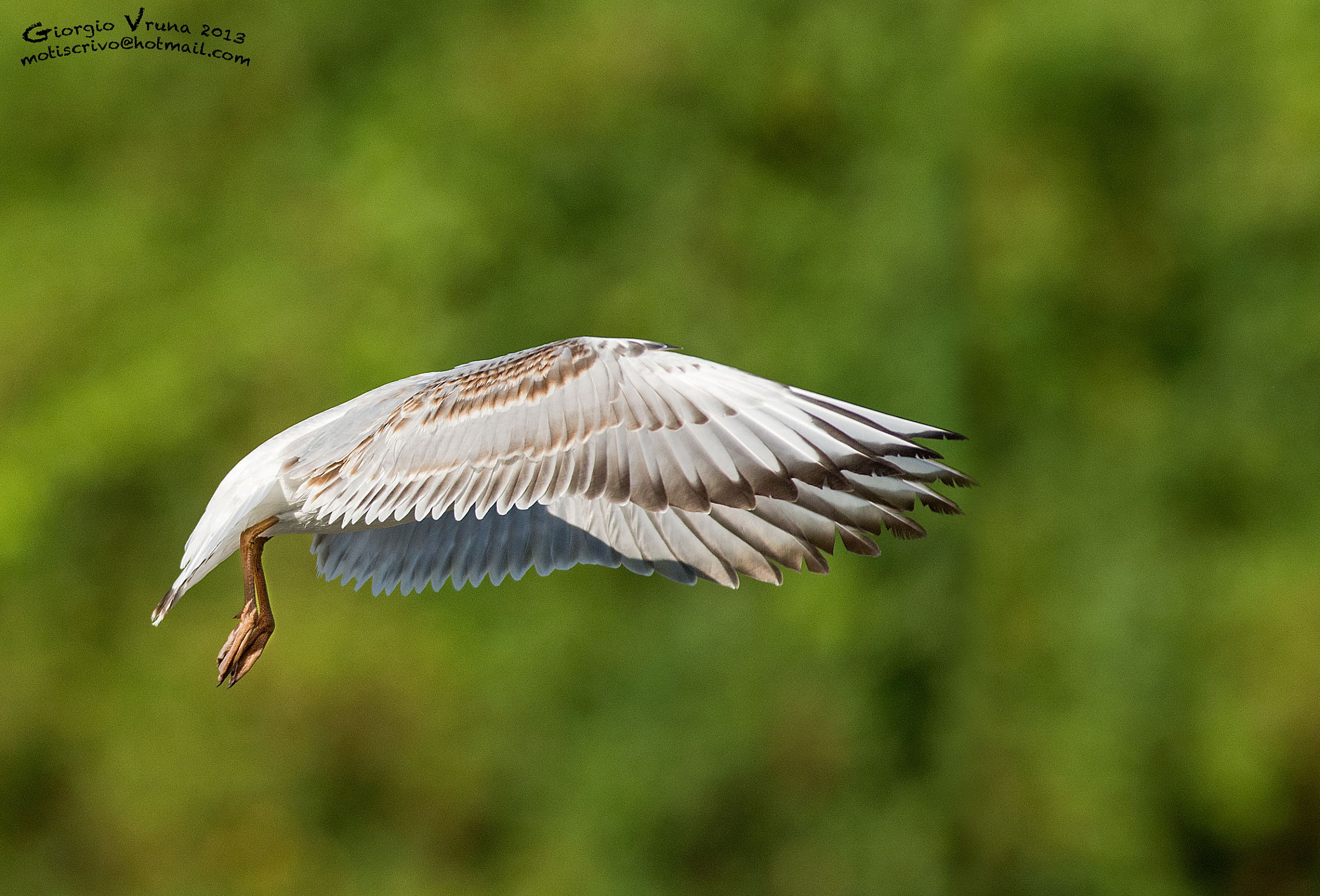 Indovinello... chi sono?