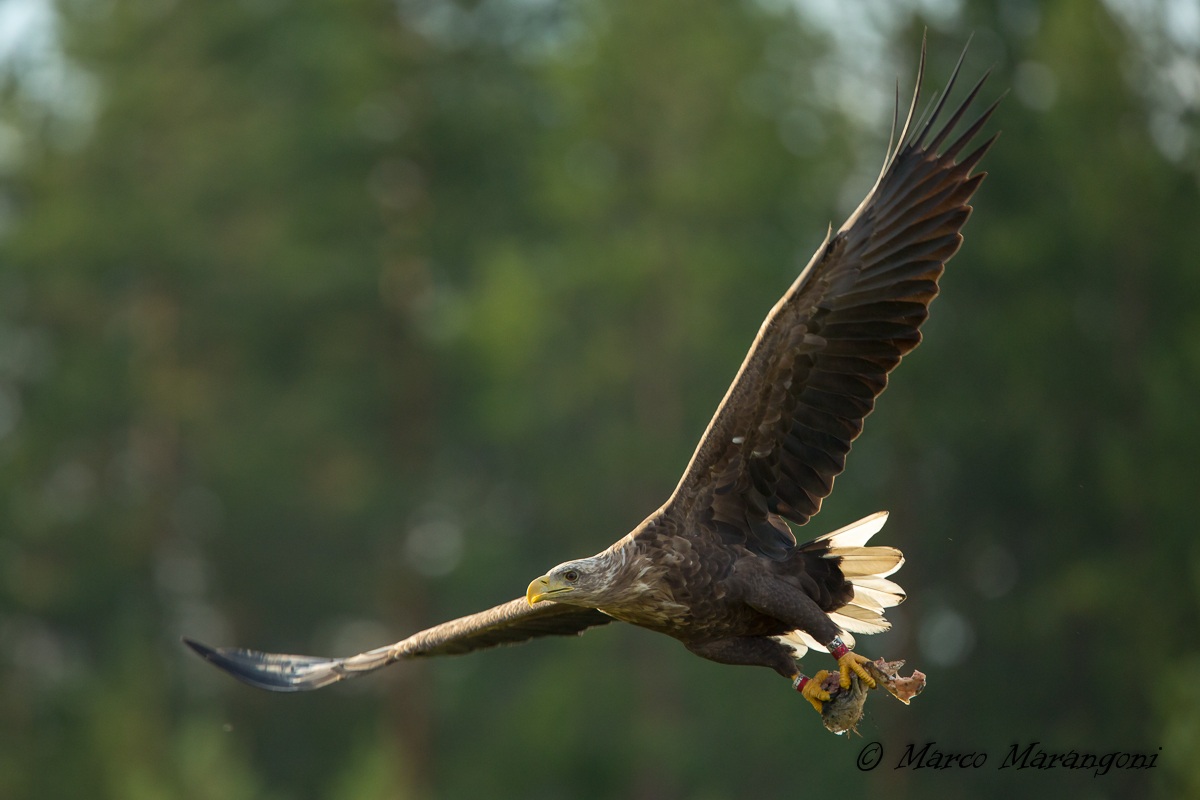 Aquila - Finland-August 2013