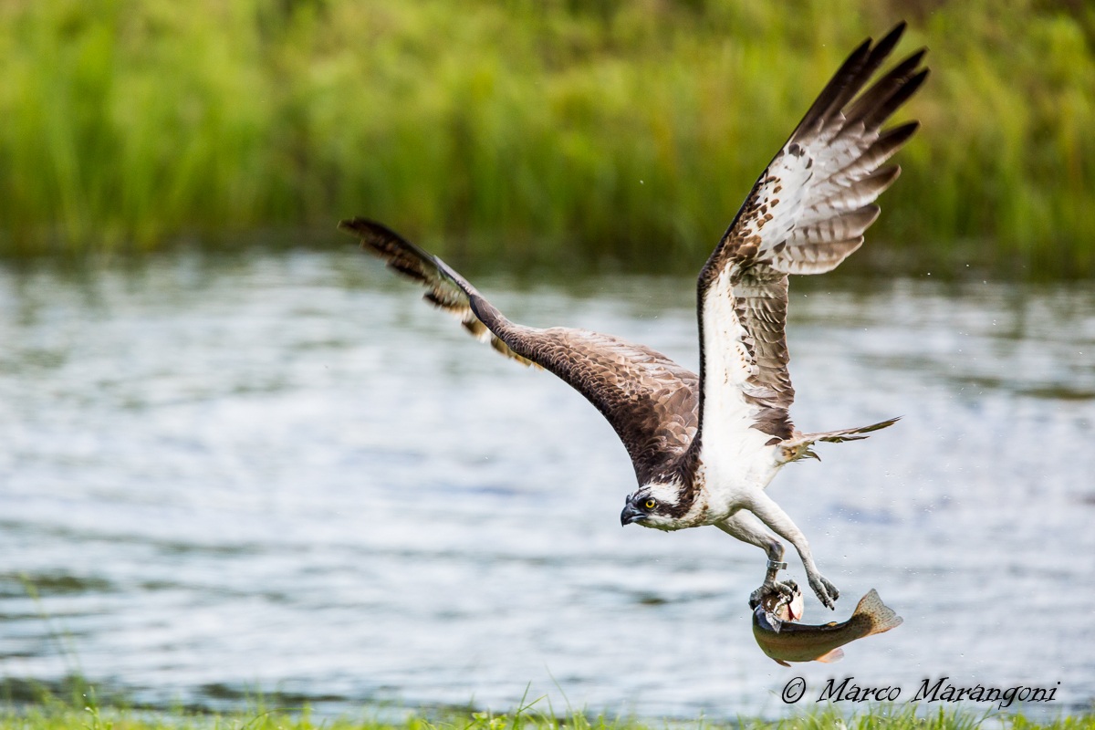 Osprey - Finland-August 2013