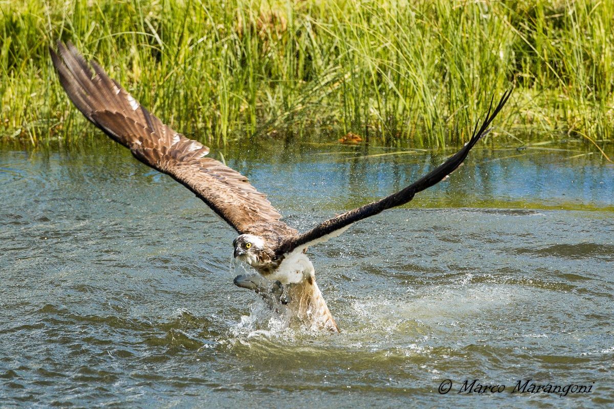 Osprey - Finland-August 2013