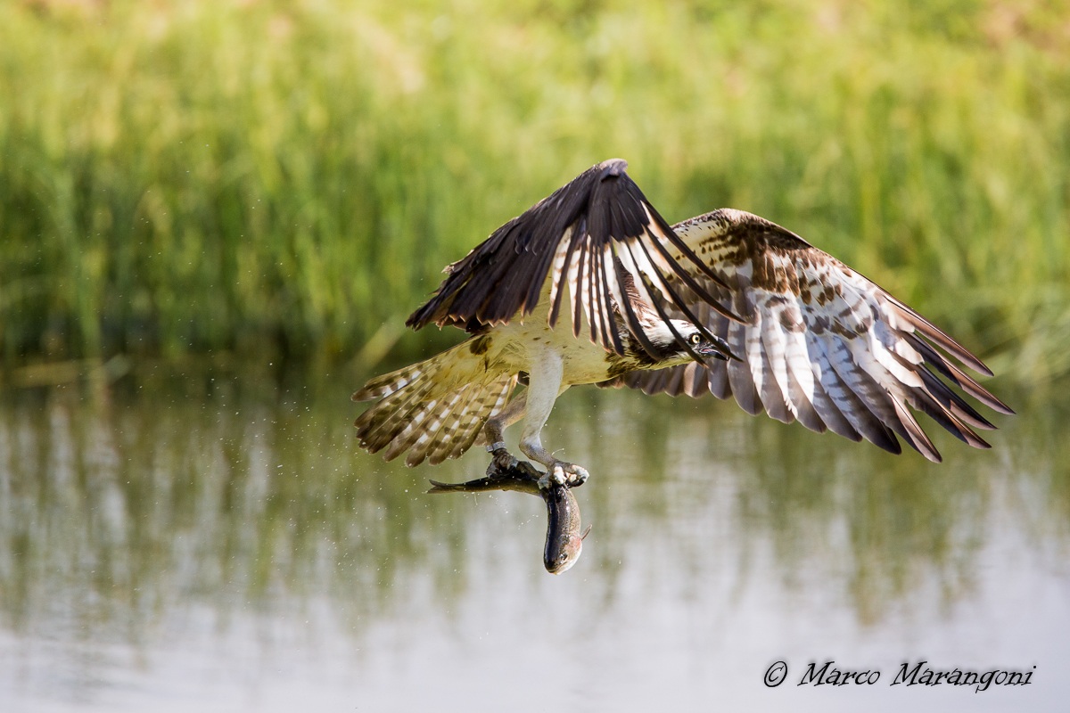 Osprey - Finland-August 2013