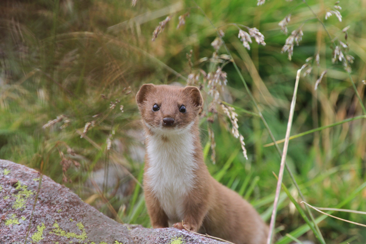 Weasel